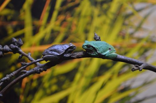 frogs dating oceanarium europe