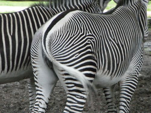 from the rear rump zebras