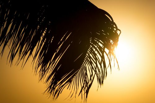 frond palm tree sun