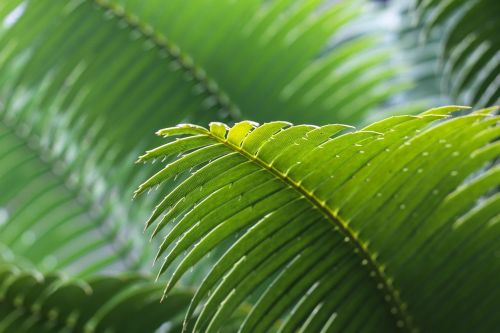 frond green leaves