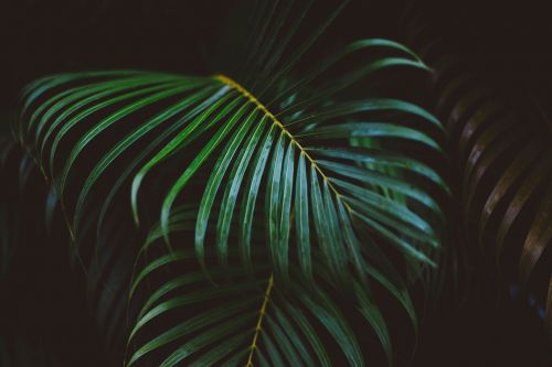 frond green leaves