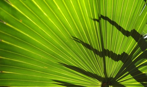 frond  fern  plant