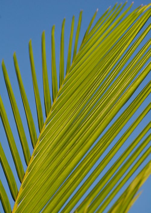 frond palm leaf