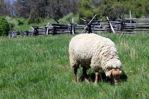 frontier culture museum of virginia  grazing sheep  split-rail fence