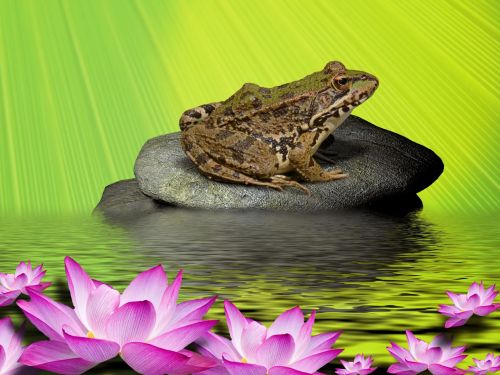 Frog On Stone