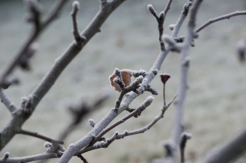 frost tree buds