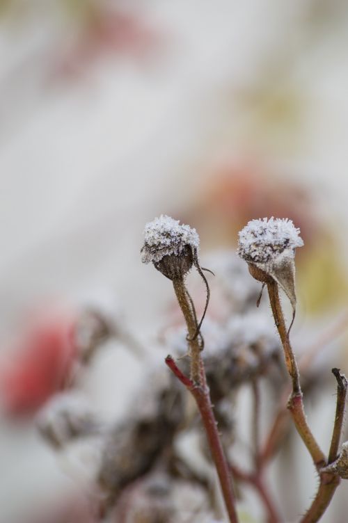 frost flower death