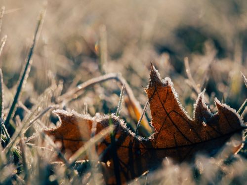 frost leaf morning