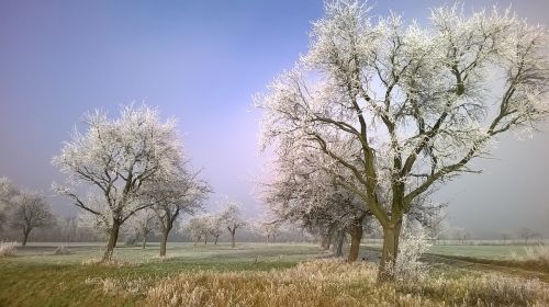 frost hoarfrost winter