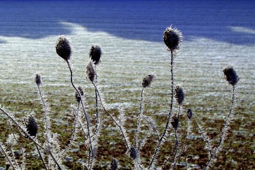 frost ice plants