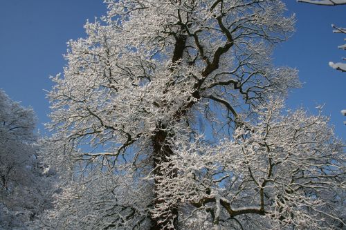 frost nature winter