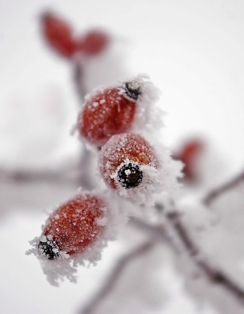 frost wild rose fruit