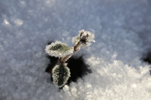 frost snow winter