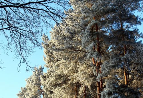 frost forest landscape