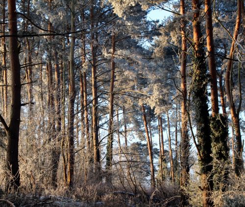 frost forest landscape