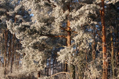 frost forest landscape