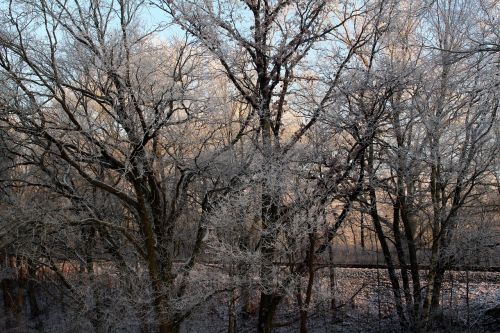 frost forest landscape