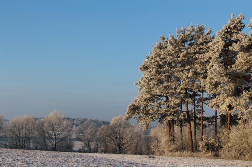 frost forest landscape