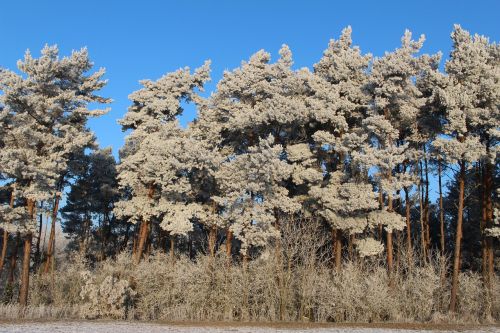 frost forest landscape