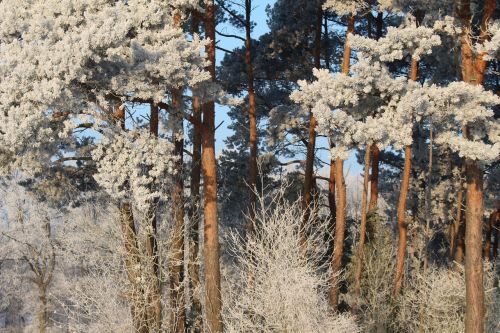 frost forest landscape