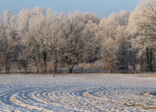 frost forest landscape