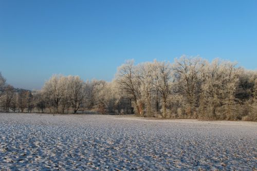 frost forest landscape