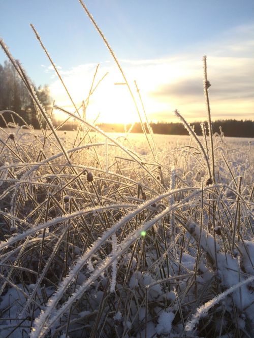 frost sunset field