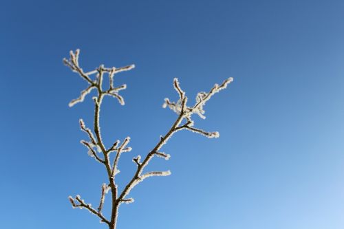 frost branch frozen