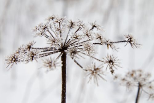 frost icy snow