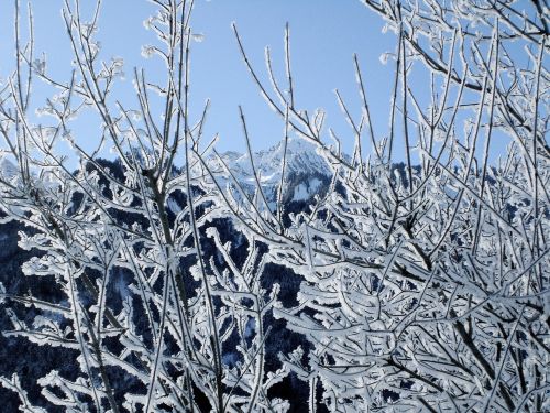 frost winter branch