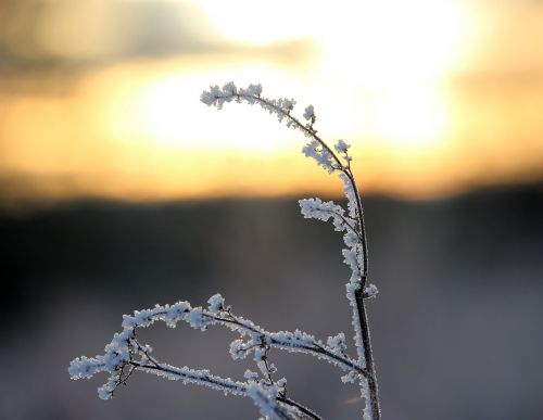 frost hoarfrost winter