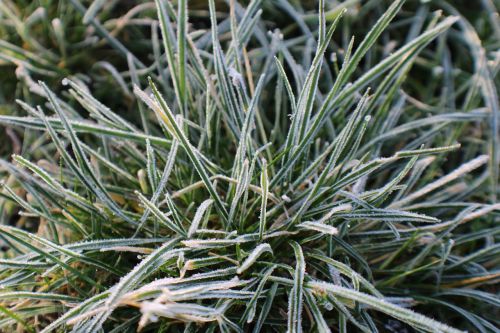 frost grass hoarfrost