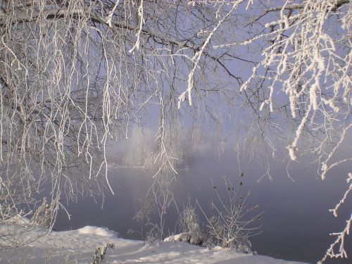frost ice tree