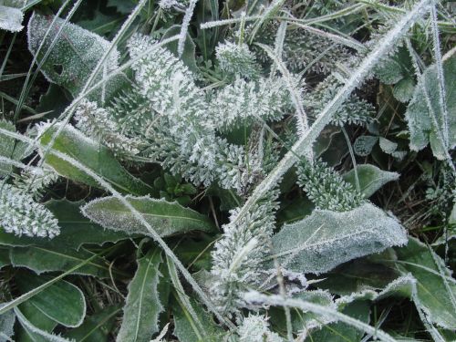 frost winter grass