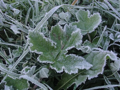 frost leaf winter