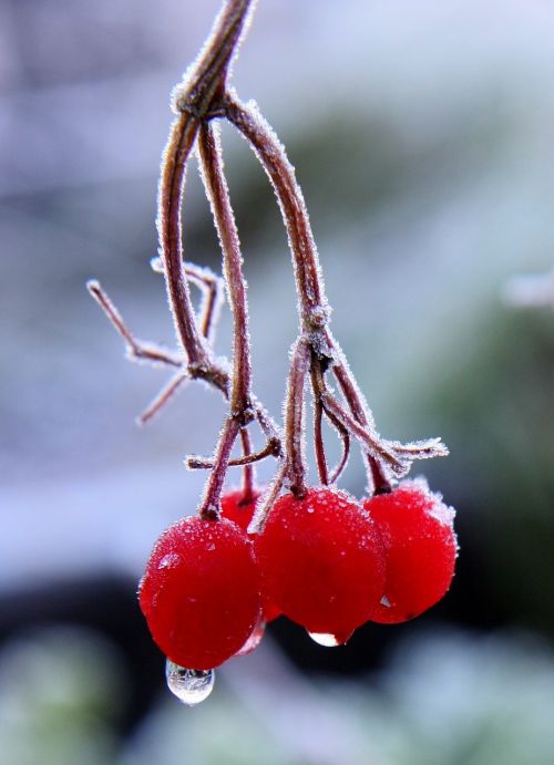 red berries branch frost