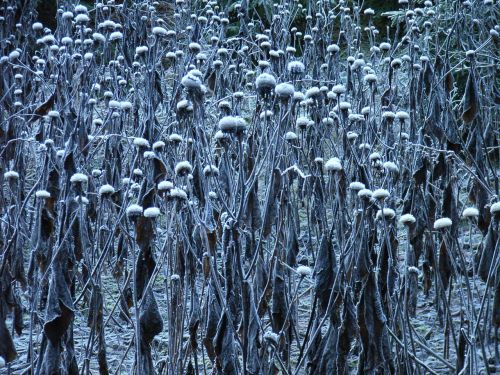 frost plant winter