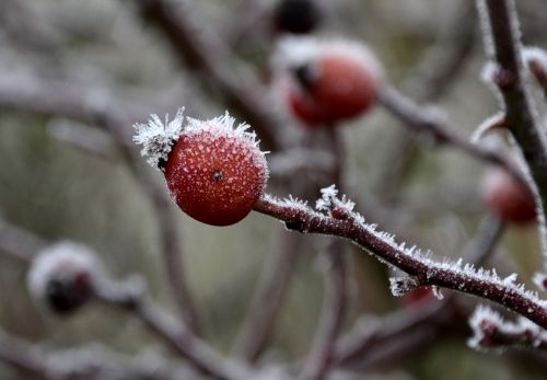 frost rose hip winter