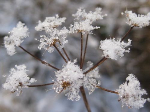 frost flower seed head
