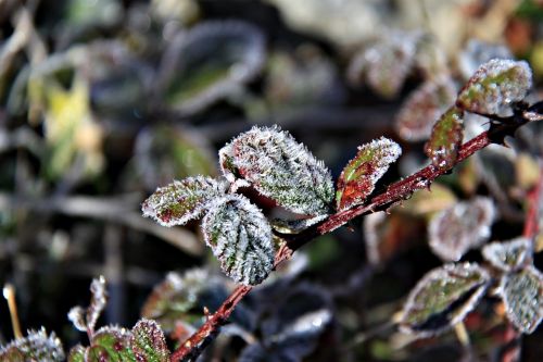 frost winter forest