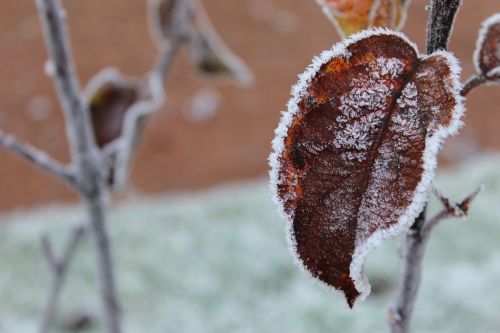 frost winter leaf
