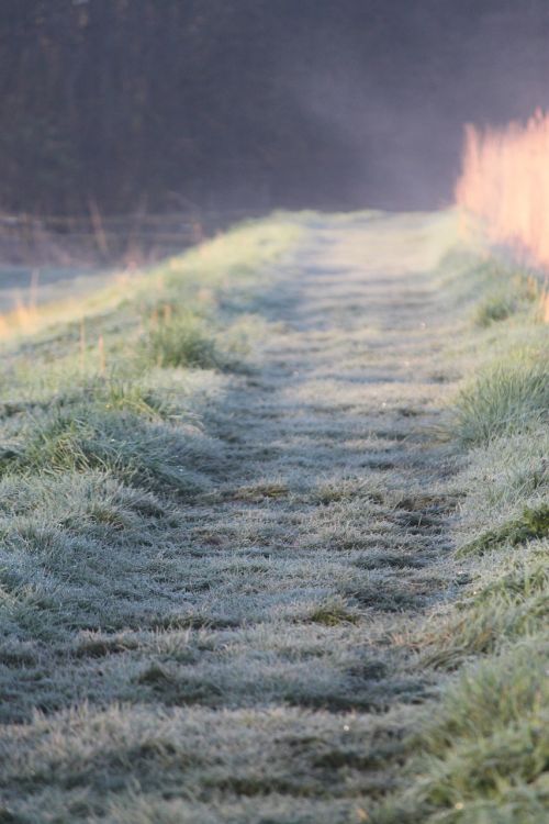 frost morning path