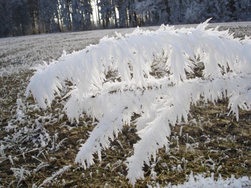 frost fog winter