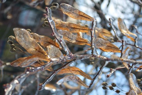 frost tree winter