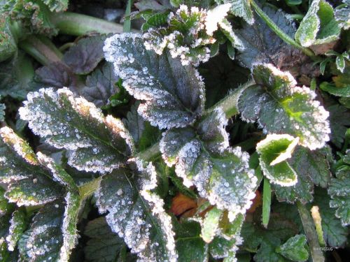 frost winter leaves