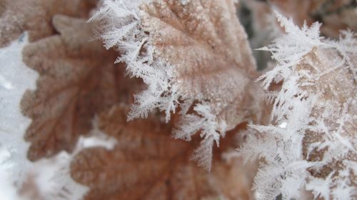 frost winter leaf