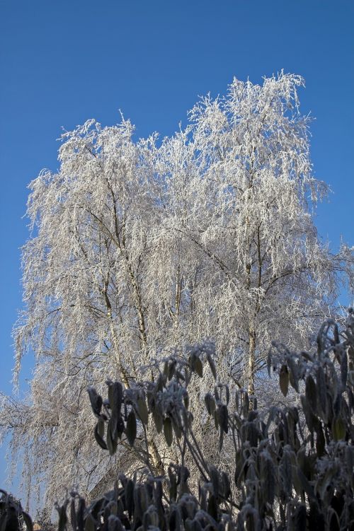 frost tree nature