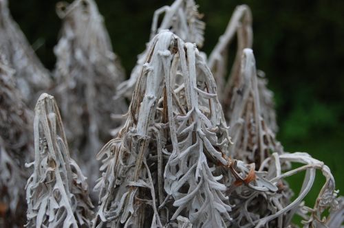 frost coldness garden
