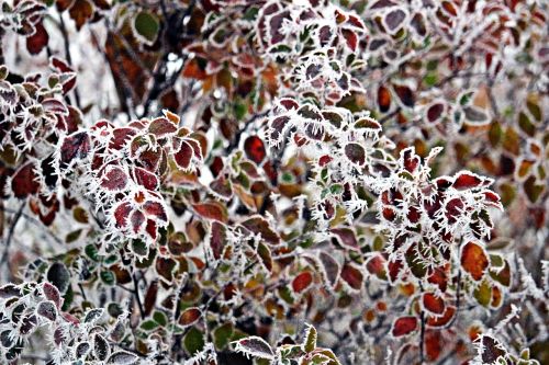 frost leaves hoarfrost