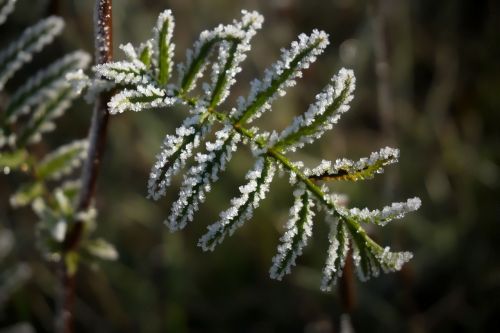 frost winter ice